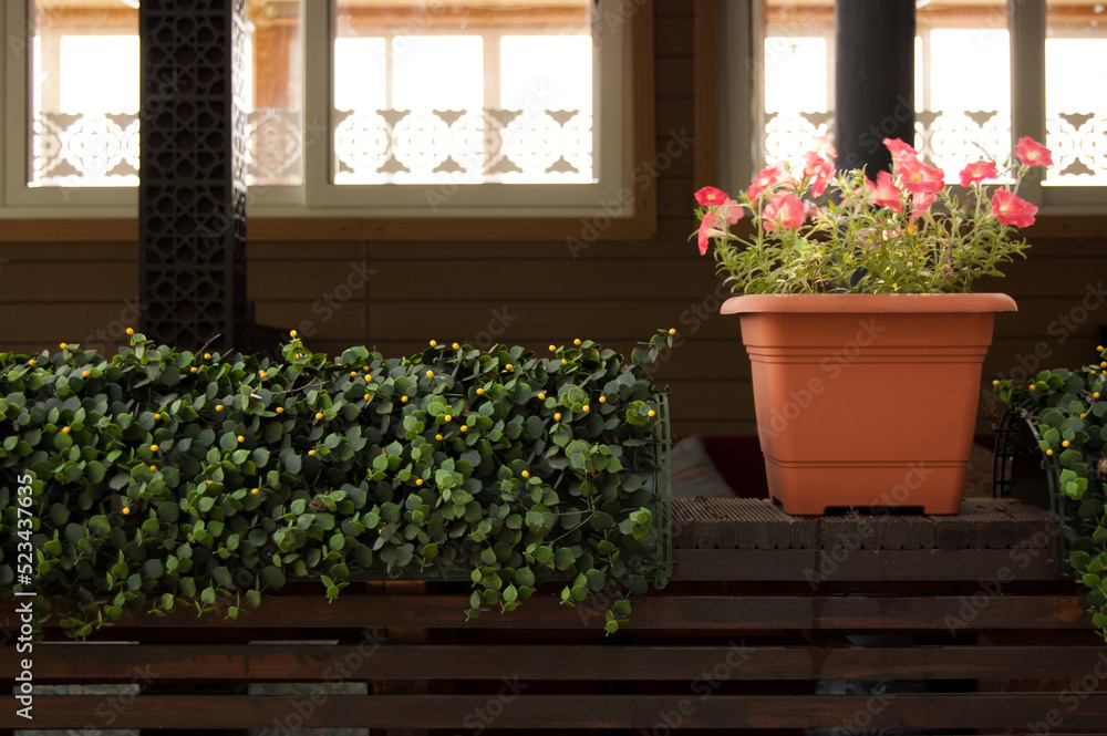 Potted flowers and artificial plants as decorations