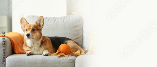 Cute dog with pumpkin and a...