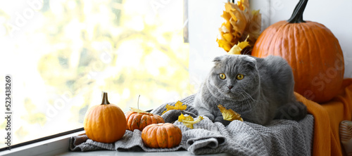 Cute cat, autumn leaves and...