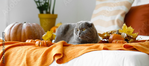 Cute cat, autumn leaves and...