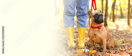 Cute French bulldog with ow...