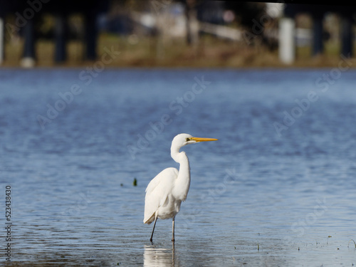 Intermediate Egret (Ardea intermedia) on flood waters at Maitland NSW Australia © Alan