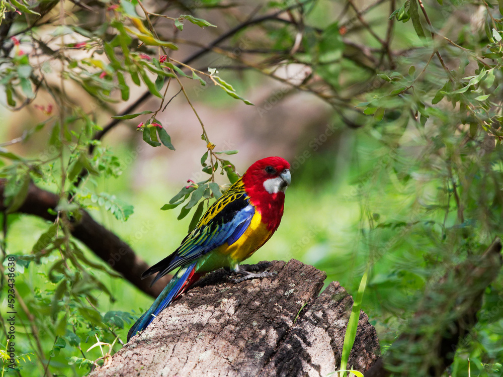 Eastern Rosella (Platycercus eximius) in natural bushland at Heatherbrae NSW Australia Eastern Rosella (Platycercus eximius) in natural bushland at Heatherbrae NSW Australia
