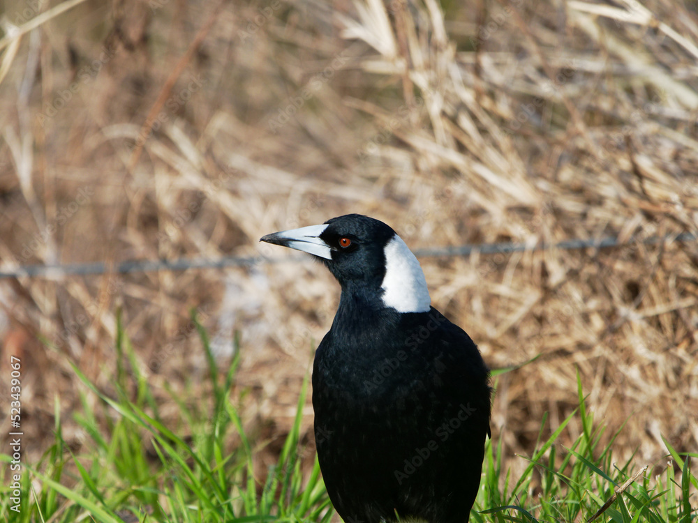 Fototapeta premium Australian Magpie ((Gymnorhina tibicen) perched on a fence pole at Maitland NSW Australia