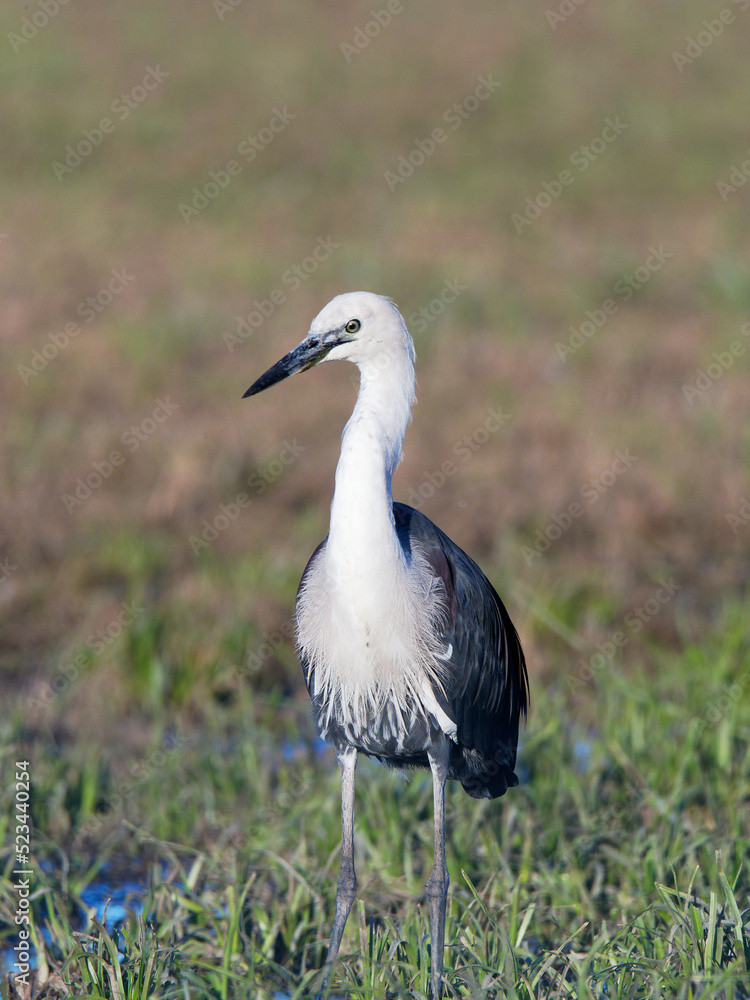 White Necked or Pacific Heron (Ardea Pacifica) searching for earth worms on flooded pasture at Maitland NSW Australia