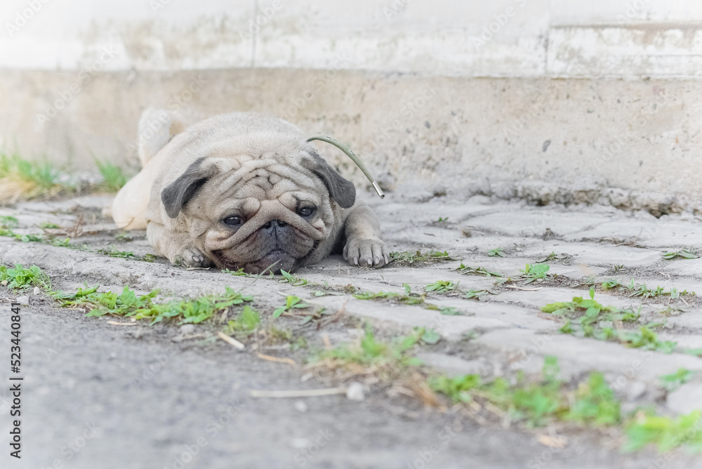 Obraz premium cute young pug dirty lying and smiling on a walk and looking at the camera