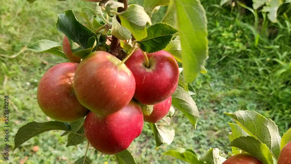 A rich harvest of red juicy apples on a tree in the garden. A rich harvest of red juicy apples on a tree in the garden.