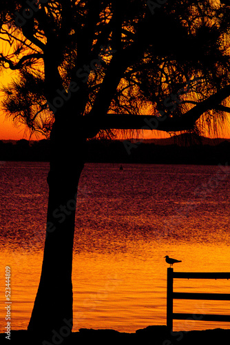 Tree and bird silhouetted against the sunset colours of Lake Tuggerah, New South Wales photo