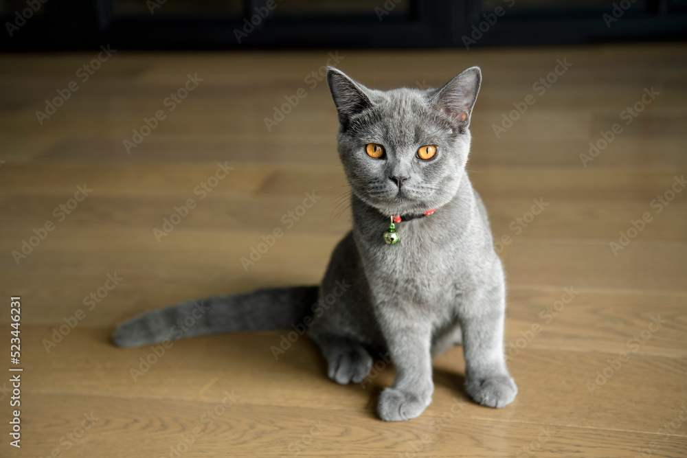 Kitten posing on a wooden floor in the house and looking straight ahead. British Shorthair breed Blue color with dark orange eyes, pure bloodline, beautiful appearance. Kitten posing on a wooden floor in the house and looking straight ahead. British Shorthair breed Blue color with dark orange eyes, pure bloodline, beautiful appearance.