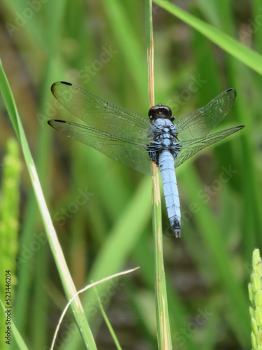 dragonfly on a leaf