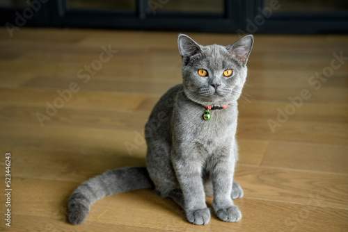 Kitten posing on a wooden floor in the house and looking straight ahead. British Shorthair breed Blue color with dark orange eyes, pure bloodline, beautiful appearance.