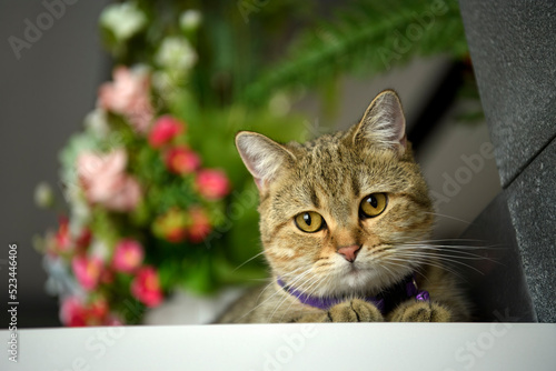 Striped Scottish Fold cat wearing a purple necklace Posing in a sitting position on a table with a pair of vases and colorful flowers, straight front view.