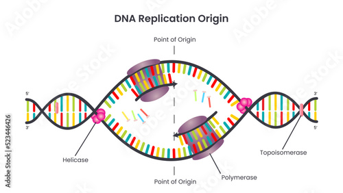 DNA Replication Point of Origin or Replication Bubble