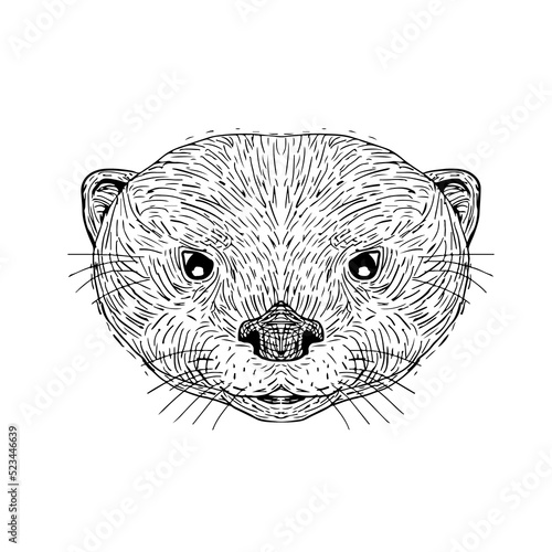 Asian Small-Clawed Otter Head Drawing