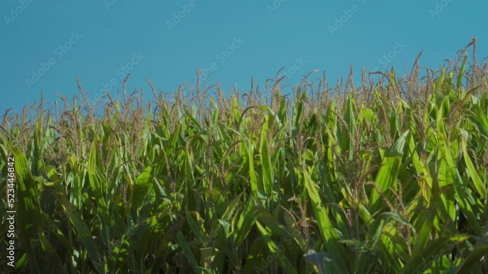 Corn plants moved by the wind on a sunny summer day Corn plants moved by the wind on a sunny summer day