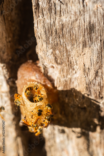 nest of Tetragonisca angustula or yatei bee, in a dead tree trunk photo