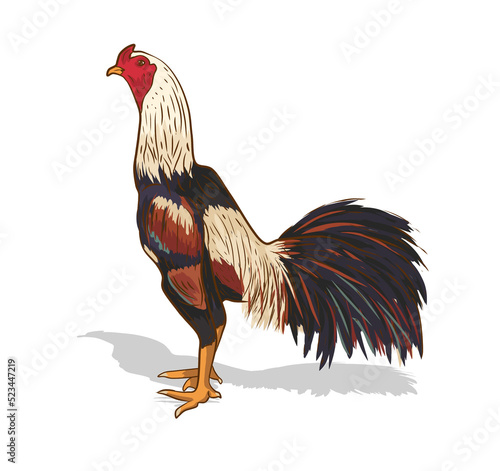 Obraz na plátne rooster isolated on white
