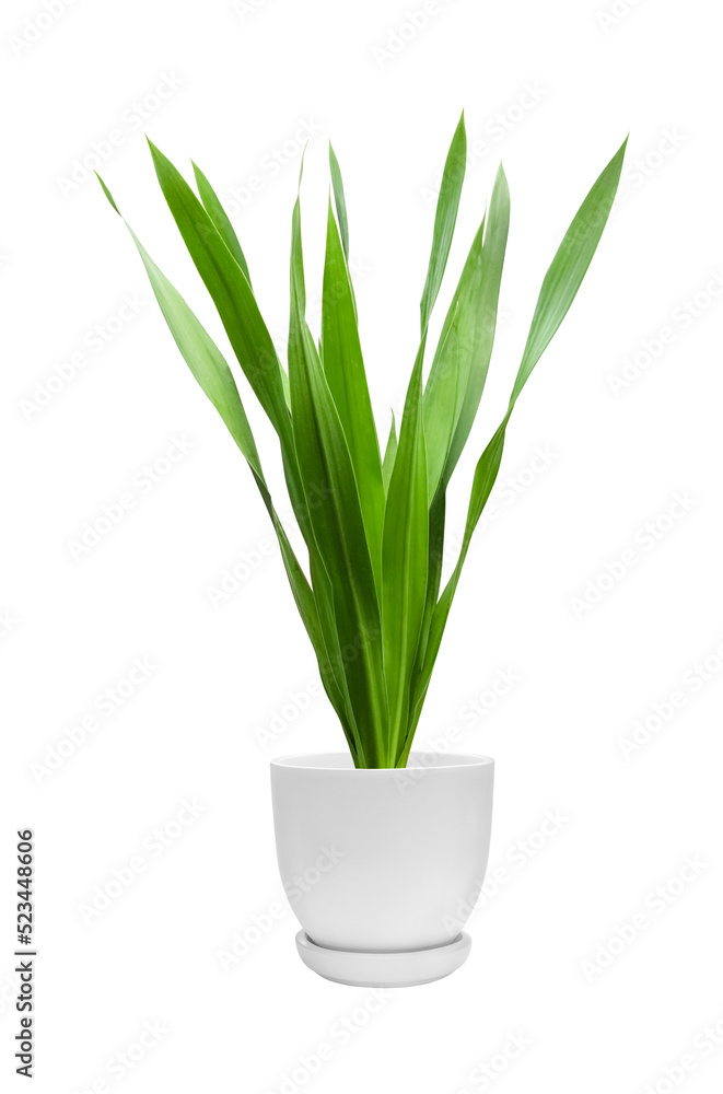 An ornamental plant in a white pot, Sun Xavieria has long green leaves. Isolated on a transparent background, leaves An ornamental plant in a white pot, Sun Xavieria has long green leaves. Isolated on a transparent background, leaves