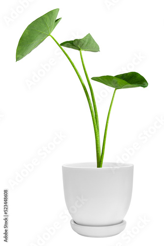 Fototapeta Green plants in white elephant ear pots isolated on transparent background