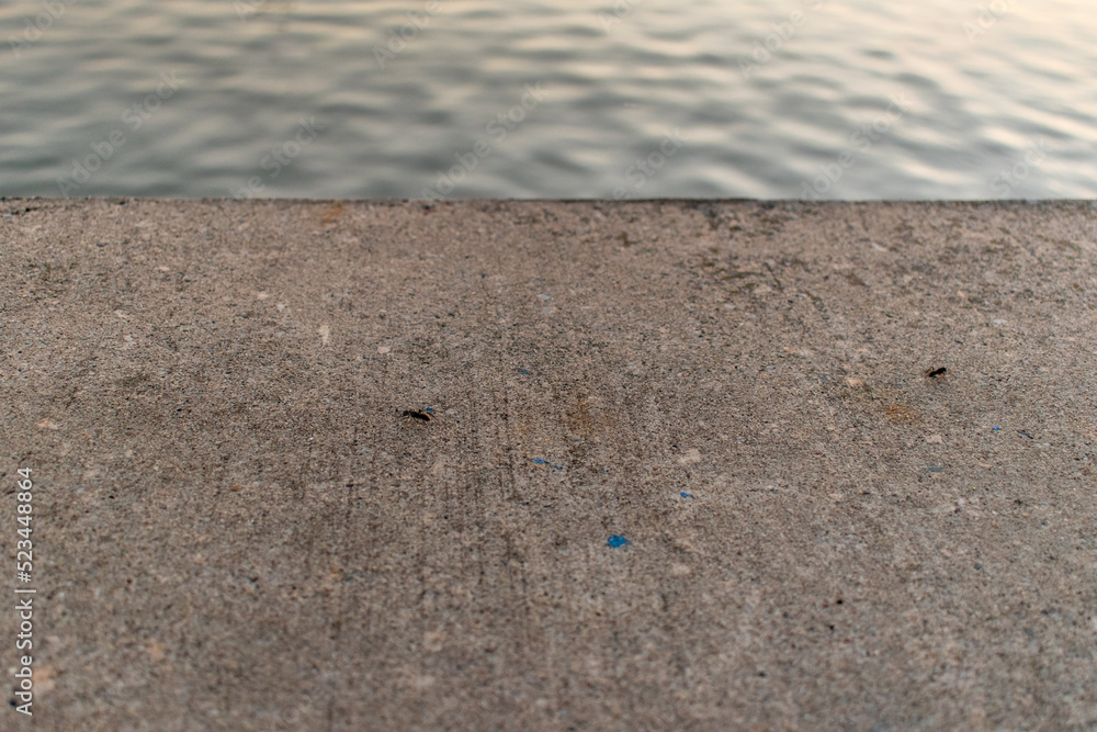 Ant on waters edge 2 Ant on waters edge 2
