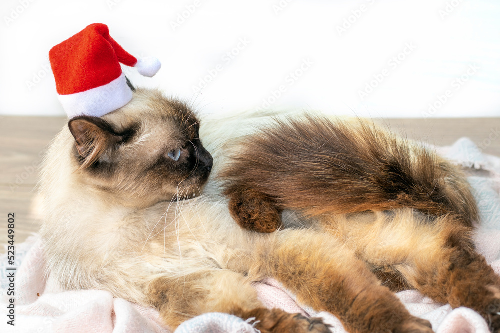 Obraz premium siamese Thai beautiful pretty cat kitty sits lies on floor with mini small red santa cap on head.angry proud upset kitty on wool scarf laminate wooden floor room interior.christmas holiday new year 