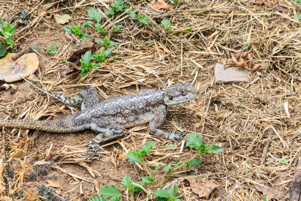 Female mwanza flat-headed rock agama (Agama mwanzae) or the Spider-Man agama on ground in Serengeti National Park, Tanzania Female mwanza flat-headed rock agama (Agama mwanzae) or the Spider-Man agama on ground in Serengeti National Park, Tanzania
