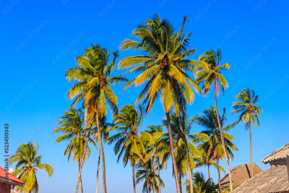 Coconut palm trees (Cocos nucifera) with ripening coconuts against blue sky on the tropical beach of the Indian ocean on Zanzibar, Tanzania Coconut palm trees (Cocos nucifera) with ripening coconuts against blue sky on the tropical beach of the Indian ocean on Zanzibar, Tanzania