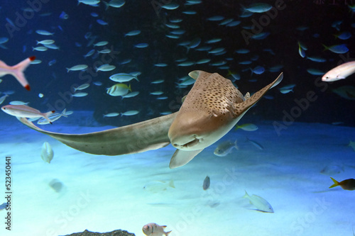 水底をゆっくり悠々と泳ぐ大きなトラフザメ