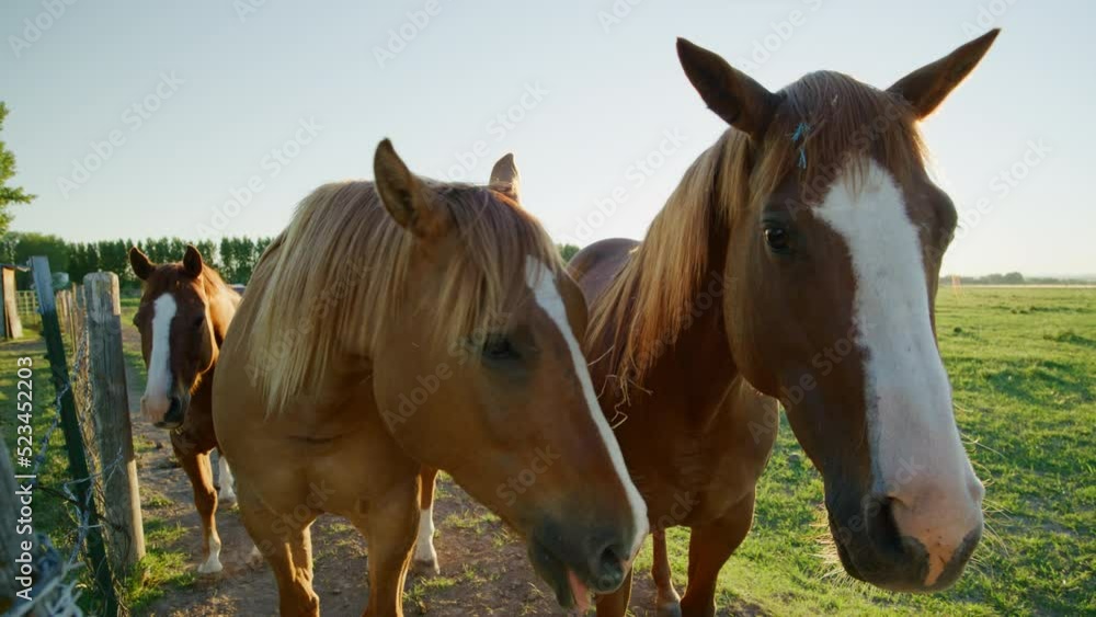 Close-up shot of beautiful animals grazing along moisturized, morning pasture. Stunning horses standing by the fence with bright sunrise skyline in the background. High quality 4k footage Close-up shot of beautiful animals grazing along moisturized, morning pasture. Stunning horses standing by the fence with bright sunrise skyline in the background. High quality 4k footage