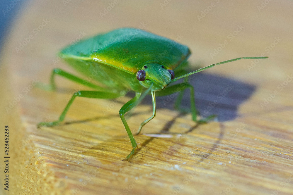 Fototapeta premium Green bug
