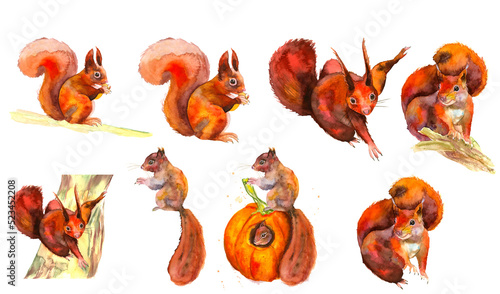 Hand painted watercolor cute animals set. Red squirrel. Hand-drawn. Autumn in the forest. Watercolor illustration.Lovely illustration for pattern, baby shower, invitation