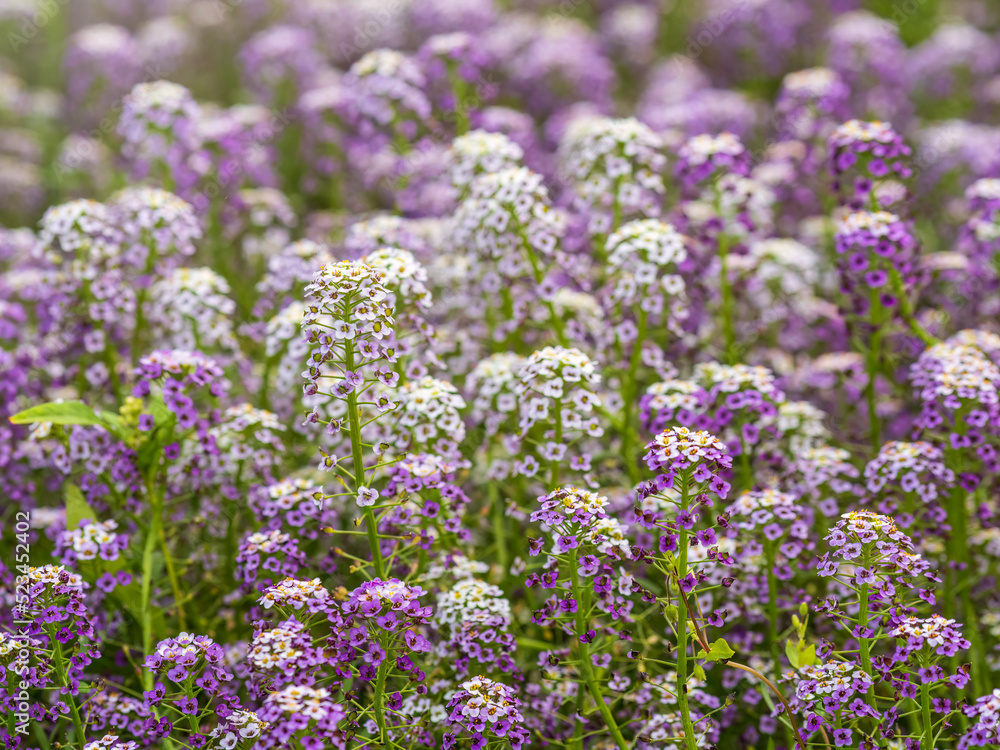 Dainty purple and white flowers of Lobularia maritima Alyssum maritimum, sweet alyssum or sweet alison Dainty purple and white flowers of Lobularia maritima Alyssum maritimum, sweet alyssum or sweet alison