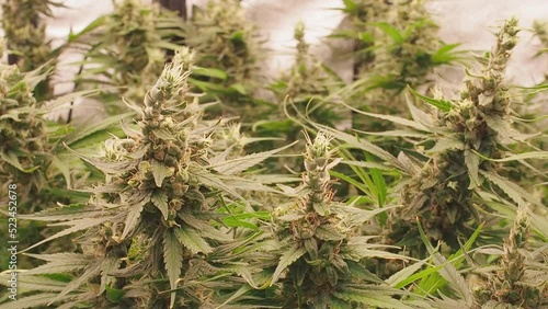 Legal cannabis plants. Mature cannabis plants are ready for harvest in a greenhouse