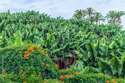 A hedge made from a climbing plant Pyrostegia venusta with orange flowers around a banana field in Puerto de la Cruz in Tenerife, Spain. Exotic orange trumpet vine grows in the Canary Islands photo
