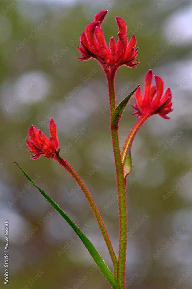 A red kangaroo paw flowering (Anigozanthos). Kangaroo paw is an