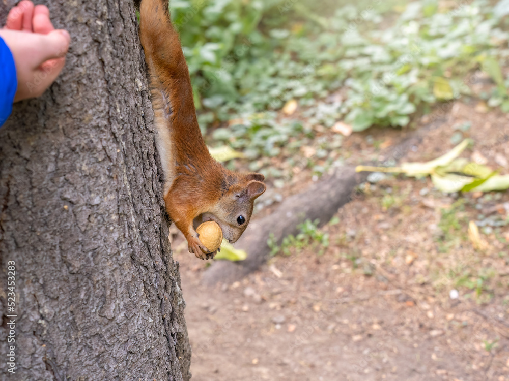 The boy feeds a squirrel with nuts from a hand in the wood