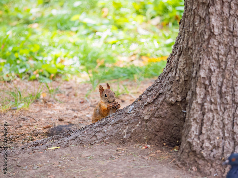 Squirrel in summer with nut on green grass under a big tree Squirrel in summer with nut on green grass under a big tree