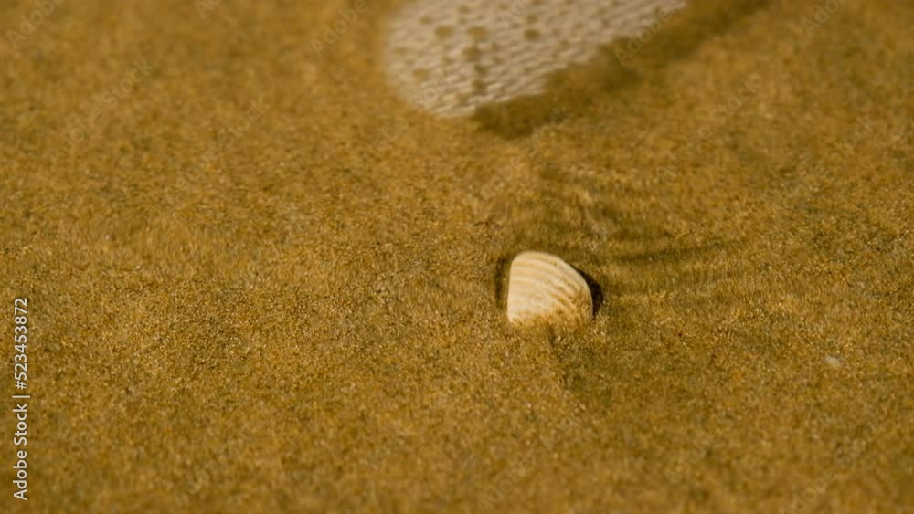 Tide pushes shallow water over small white seashell on beach; close-up Tide pushes shallow water over small white seashell on beach; close-up