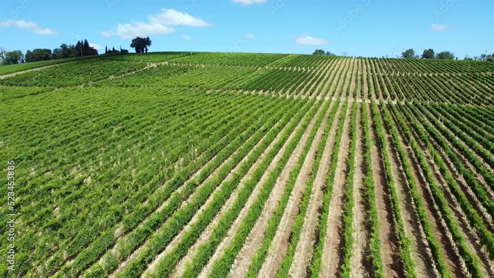 rows of vines in the typical vineyards of central Italy on a sunny day rows of vines in the typical vineyards of central Italy on a sunny day