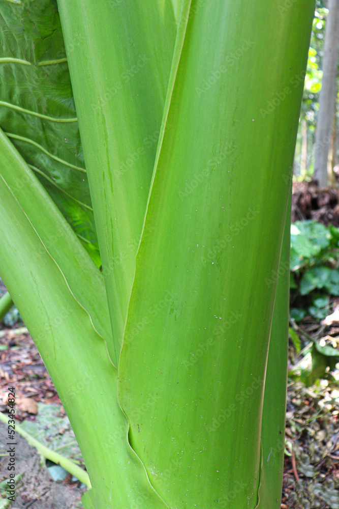 Fototapeta premium green colored taro tree on farm