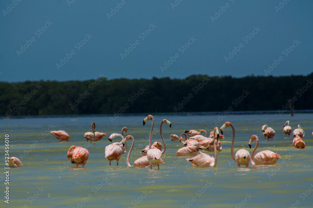 Flamingos 1