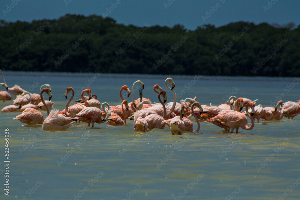 Naklejka premium Flamingos 2