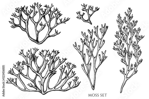 Mysterious forest vintage vector illustrations collection. Black and white moss.