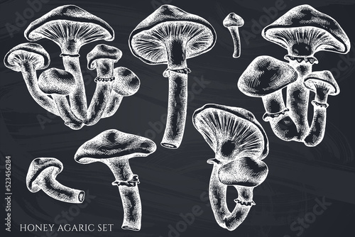 Vector set of hand drawn chalk honey agaric