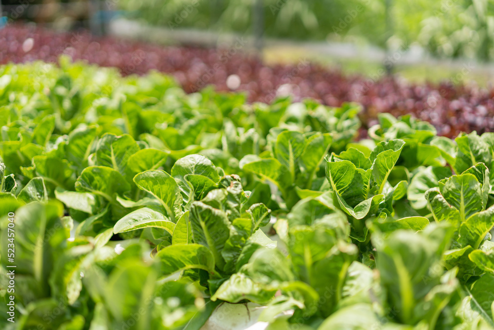 Hydroponic vegetable concept, Fresh cos lettuce in hydroponic system at vegetable plantation Hydroponic vegetable concept, Fresh cos lettuce in hydroponic system at vegetable plantation