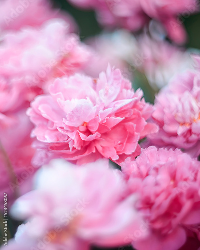 Natural floral background of pink peonies flowers