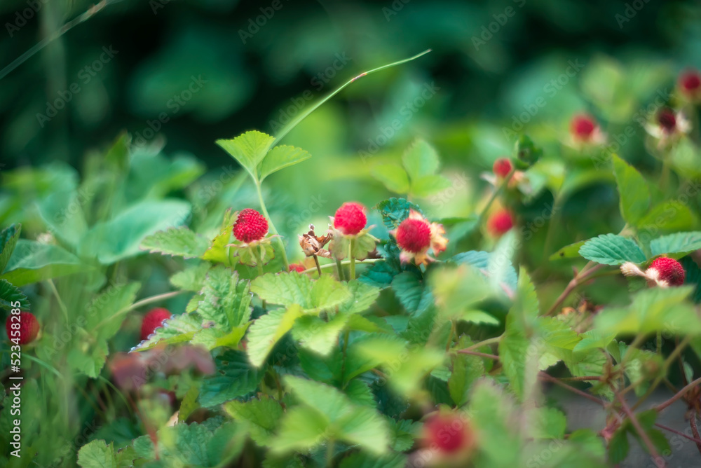 fruits of red strawberries on a bush in the garden. natural green background fruits of red strawberries on a bush in the garden. natural green background