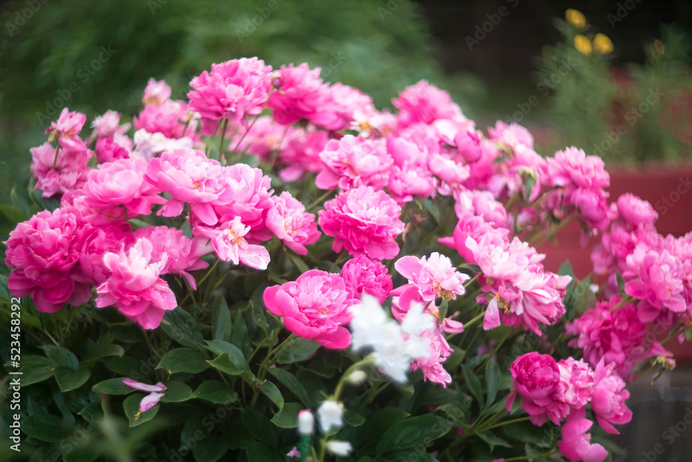 Natural floral background of pink peonies flowers Natural floral background of pink peonies flowers
