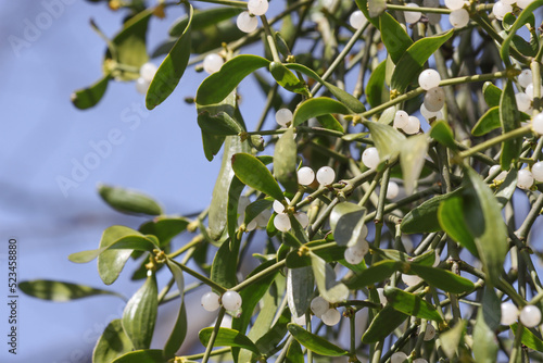 Berries of white mistletoe on a tree.