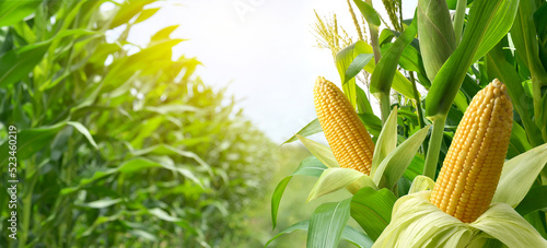 Corn cobs in corn plantation field. photo